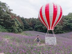 -大塘金香草谷