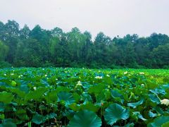 -邓小平故里