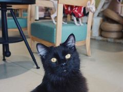 -藏猫猫咖啡主题馆(中央大道店)