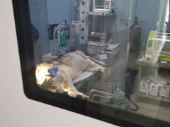 -美联众合宠物医院·爱萌分院·内外科·猫科中心