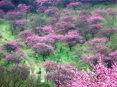 -新建村梅花