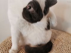 -Cappucimeow猫咪咖啡馆(韦伯时代店)