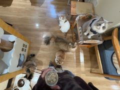 -滚猫咖啡·猫咖·猫友好撸猫(未来城店)
