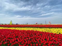 -荷兰花海