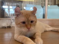 -猫腻·猫咖·撸猫馆(星光大道店)