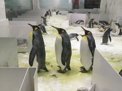 -大连圣亚海洋世界