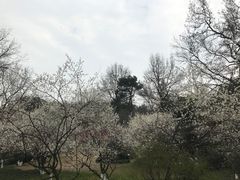 -杭州植物园