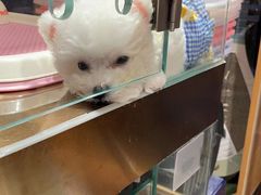 -FAELING PETS美天灵宠物(富力广场店)