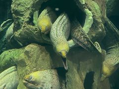 -珠海长隆海洋王国