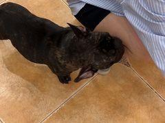 -Let's go狗咖·猫咖·奶狗·桌游(春熙路IFS店)