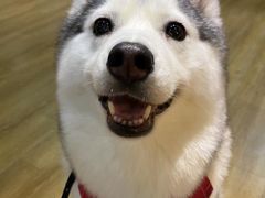 -Husky Go! 哈士奇体验馆·宠物咖啡厅狗咖