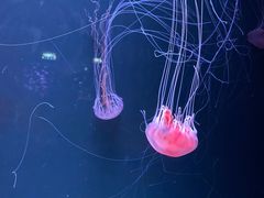 -欢乐海岸海洋奇梦馆