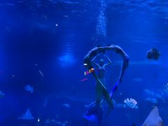 -烟台海昌鲸鲨海洋公园