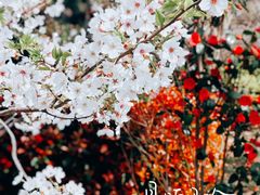 -高东镇樱花园