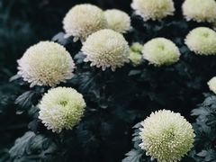 -杭州植物园