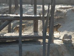 -石家庄市动物园