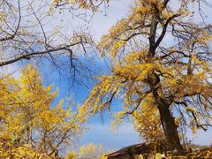 -千年银杏谷文化旅游区