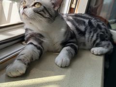 -中农国际动物医院24小时·猫科·骨科·急重症中心