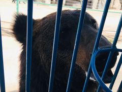 -鄂尔多斯野生动物园