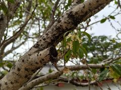 -广州神农草堂中医药博物馆