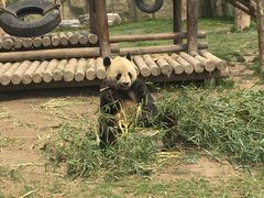 -上海野生动物园老虎餐厅