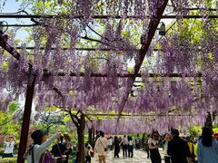 -嘉定紫藤园