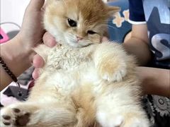 -喜猫·猫舍·洗护寄养