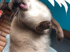 -爱侣宠医·鹦鹉专科·小型哺乳类·异宠专科(灵石路店)