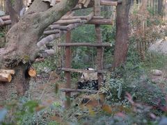 -成都大熊猫繁育研究基地