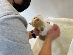 -momokira米努特·德文卷毛猫·棉花面纱犬