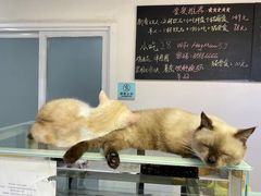 -Heymao猫咖.咖啡厅(东门店)