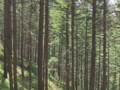 -苏木山森林公园
