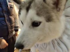 -Husky Go! 哈士奇体验馆·宠物咖啡厅狗咖