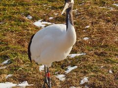 -盐城丹顶鹤湿地生态旅游区