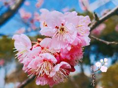 -顾村公园