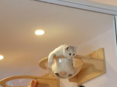 -猫咪派对(江南西店)