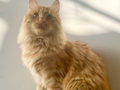 -纳吉亚猫专科动物诊疗中心(蒋宅口分院)