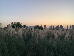 -三垟湿地
