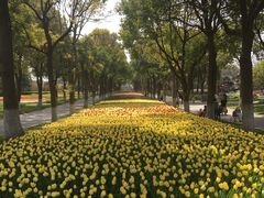 -上海鲜花港