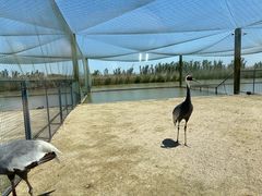 -盐城丹顶鹤湿地生态旅游区