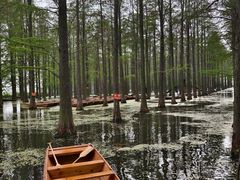 -渌洋湖湿地公园