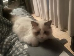 -lincat·猫舍(广州店)