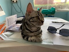 -瑞派福兴宠物医院犬猫全科·骨科·中西医结合(河东店)