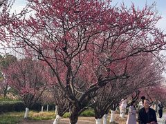 -三垟湿地