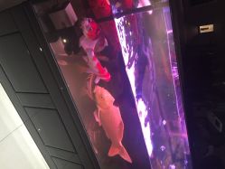 iphone_upload_pic-周忆刺青原创设计定制