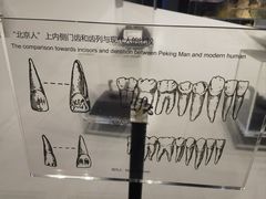-北京周口店北京人遗址博物馆