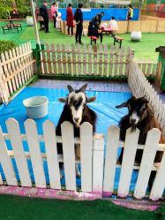 -萌宠亲子动物乐园(槐房万达店)