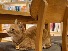 -猫的天空之城概念书店(苏州平江店)