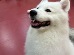 -和它·交个朋友·狗咖猫咖(爱琴海店)