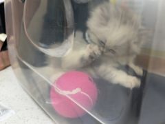 -瑞鹏宠物医院·普外科·影像科·皮肤科(城市山谷分院)